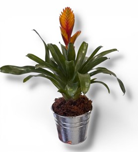 guzmanya çiçeği, saksı bitkisi siparişi, karaman çiçek gönde